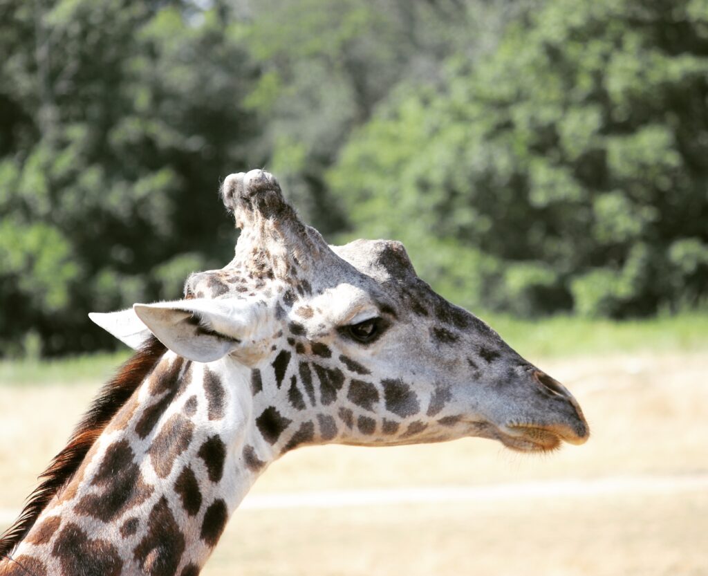 Masai Giraffe at Columbus Zoo