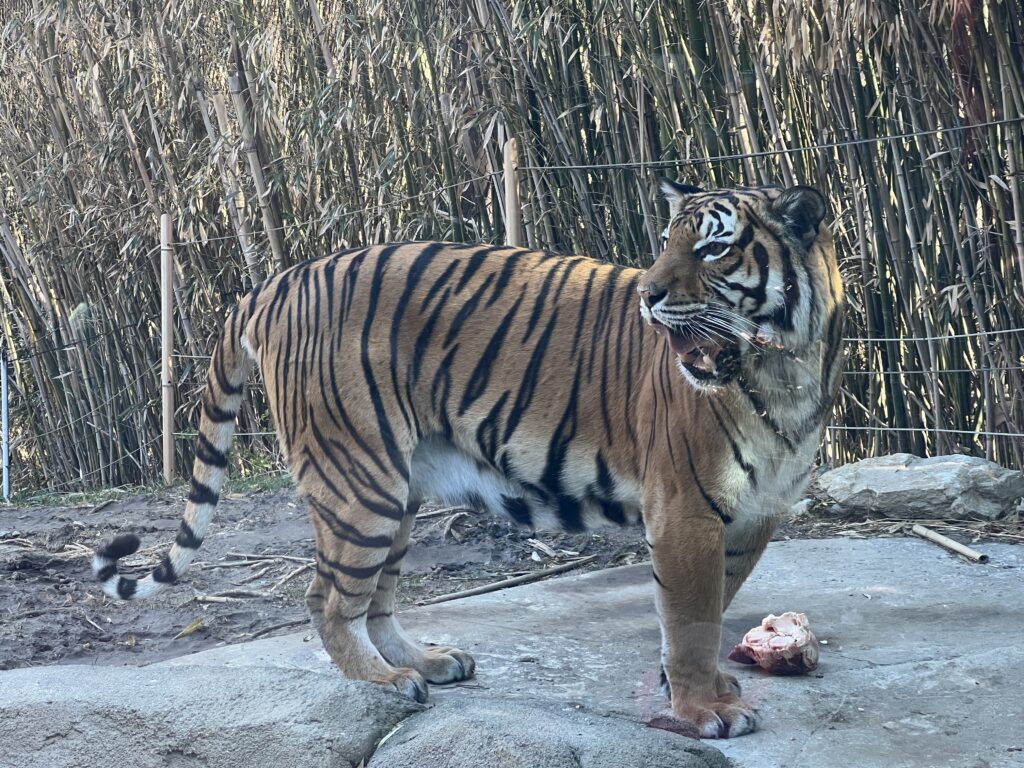 Rare full sighting of the Malayan tiger at the Cincinnati Zoo