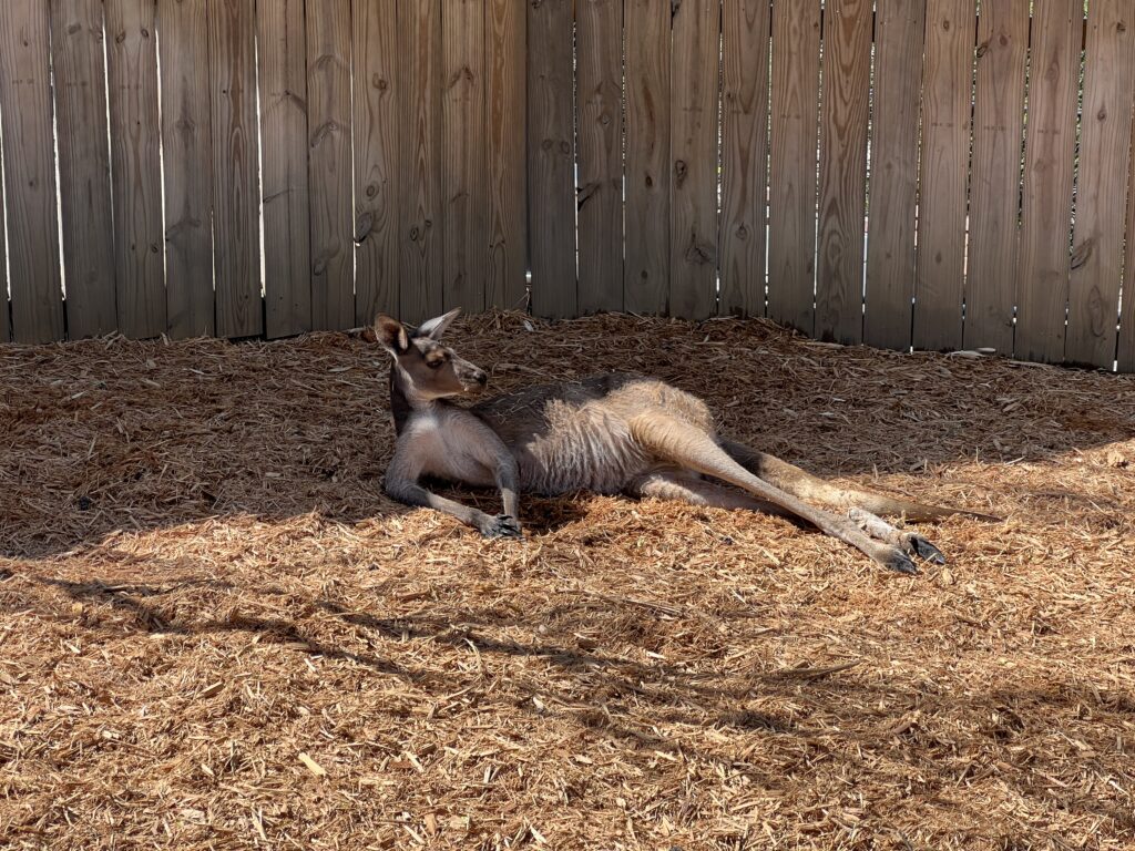 Lounging kangaroo at the Cincinnati Zoo