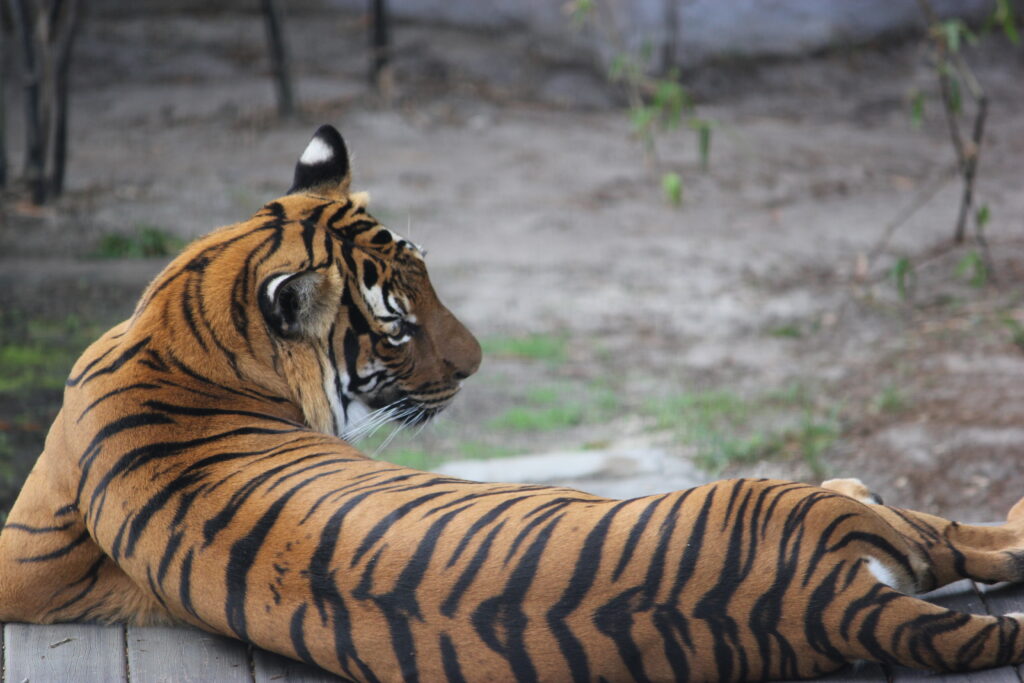 Malayan Tiger At Zoo Tampa