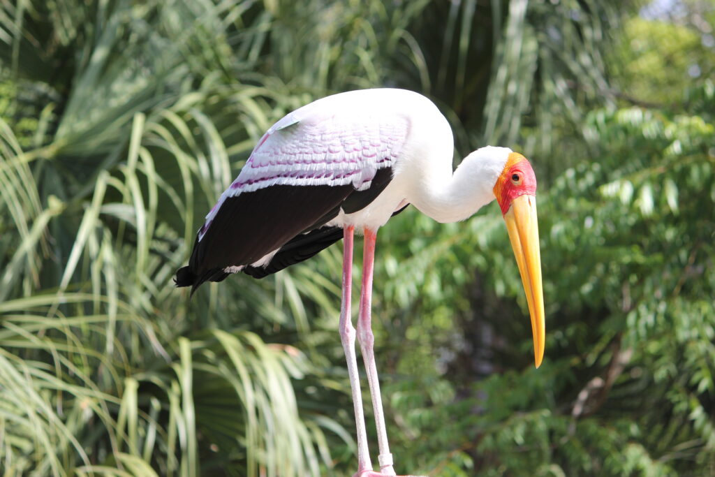 Bird At Zoo Tampa