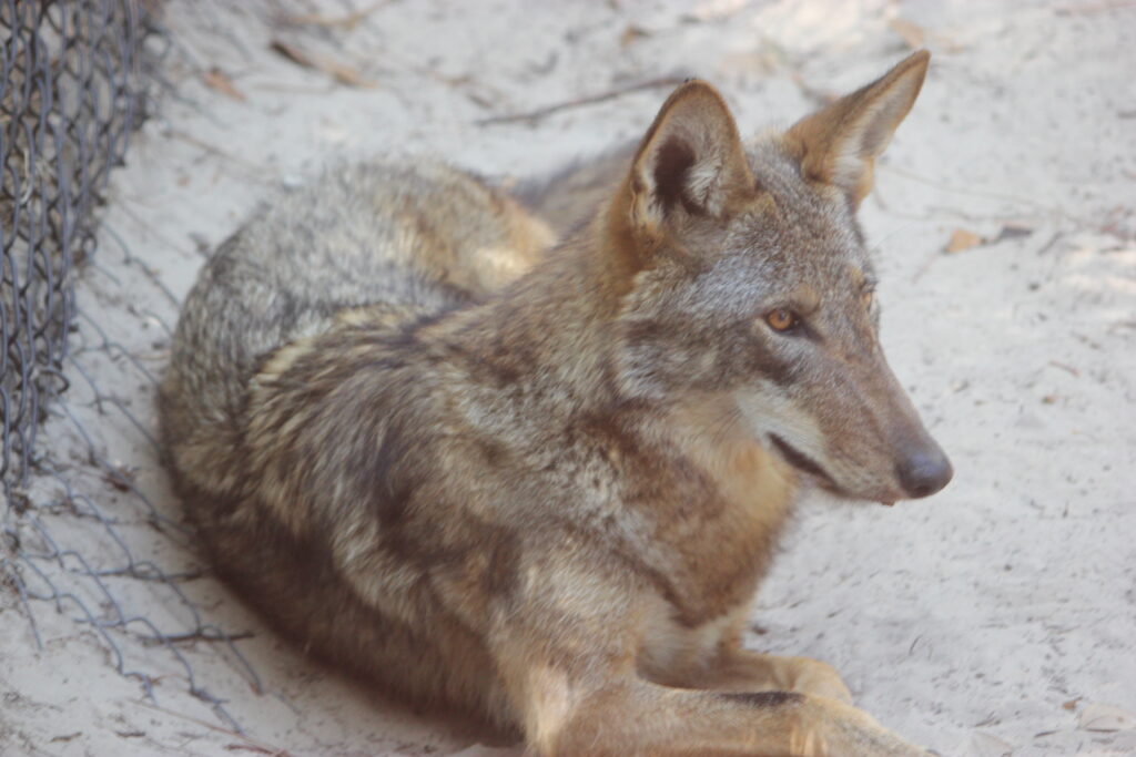 Red Wolf at Zoo Tampa