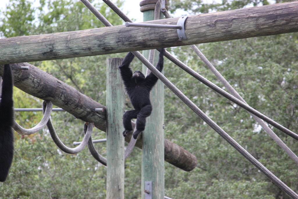 Siamang At Zoo Tampa