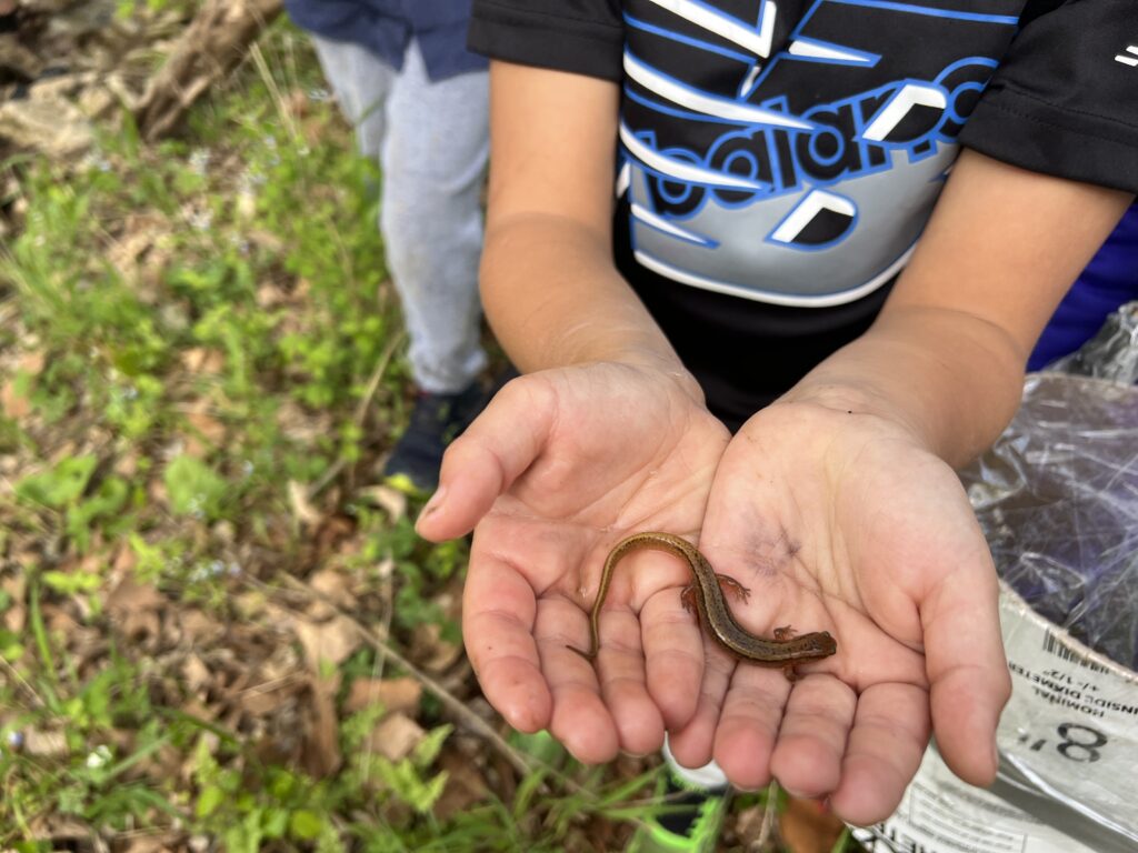 Salamander From The Creek