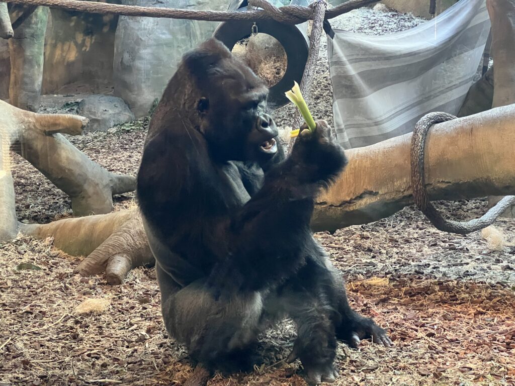 Gorilla At Cincinnati Zoo