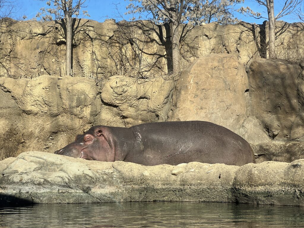 Fiona The Hippo at Cincinnati Zoo