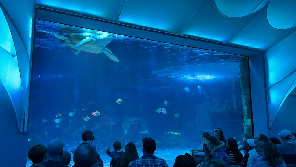 Scenes From The Newport Aquarium, Newport KY