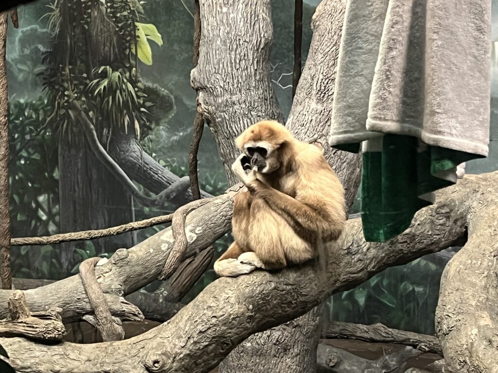 White Handed Gibbon at Cincinnati Zoo