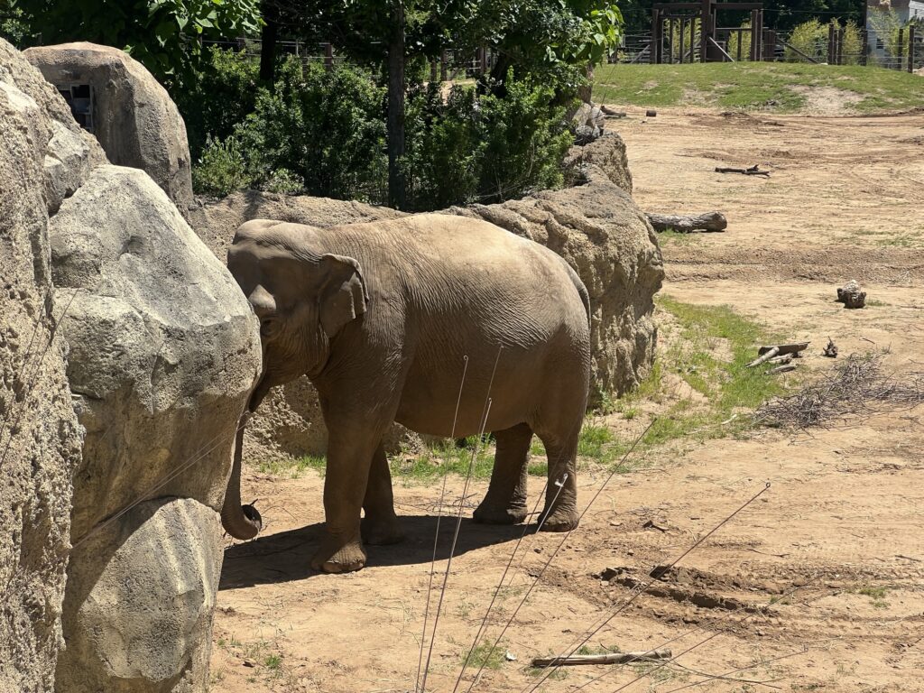 Elephants at the Cincinnati Zoo