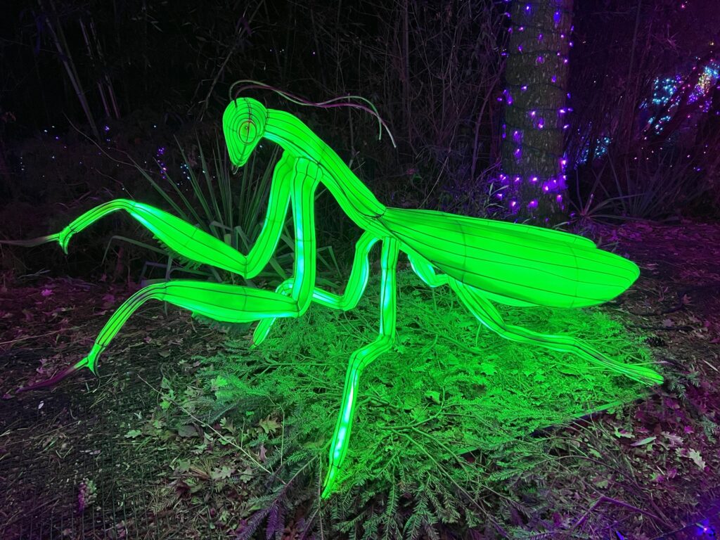 Praying Mantis at Happy Zoo Year