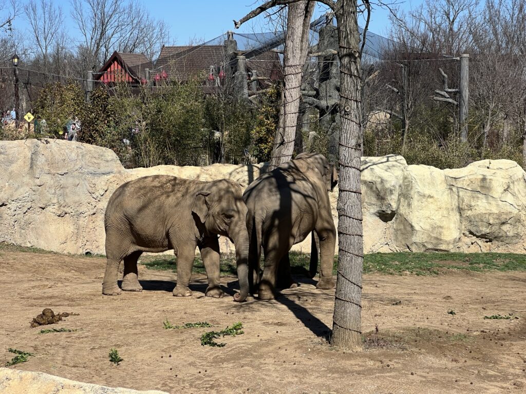 Elephants at the Cincinnati Zoo