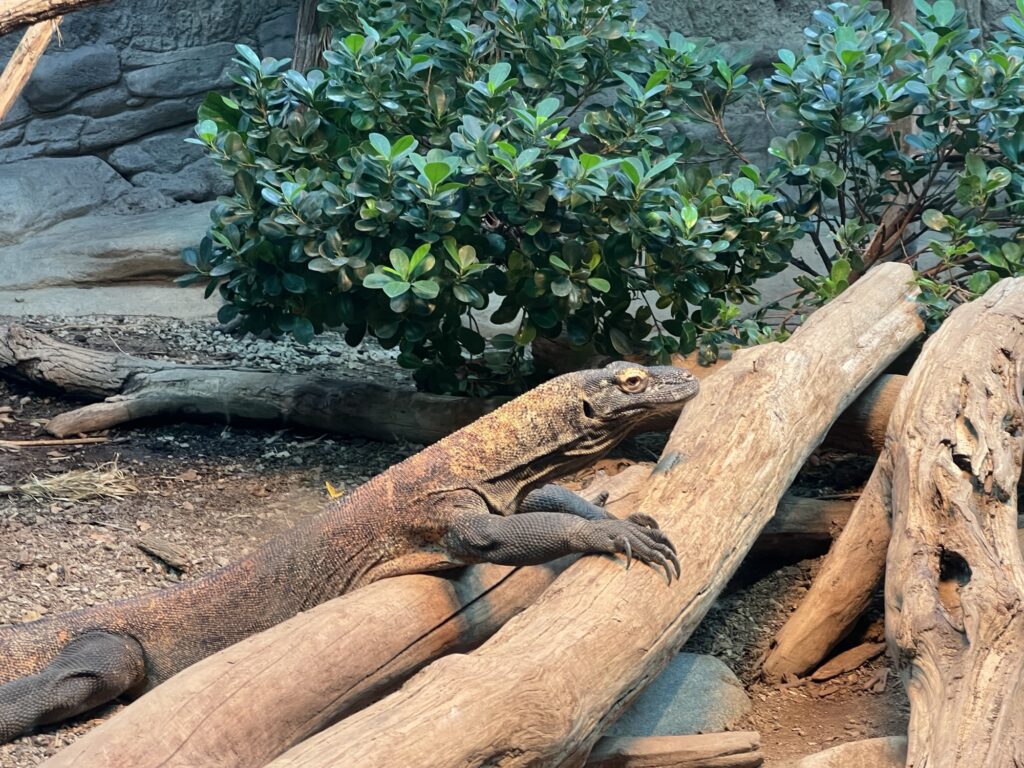 Komodo Dragon at the Cincinnati Zoo