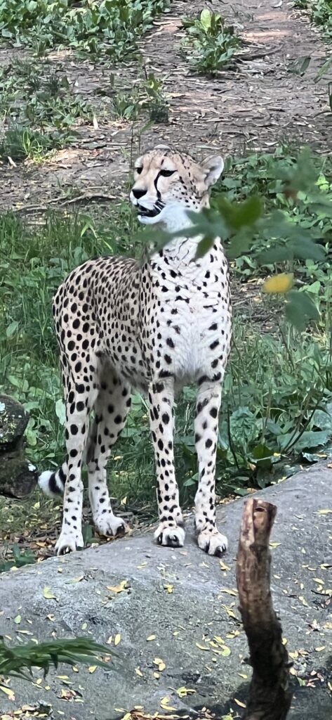 Cheetah at Cincinnati Zoo