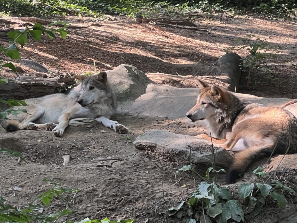 Mexican Wolves at Cincinnati Zoo