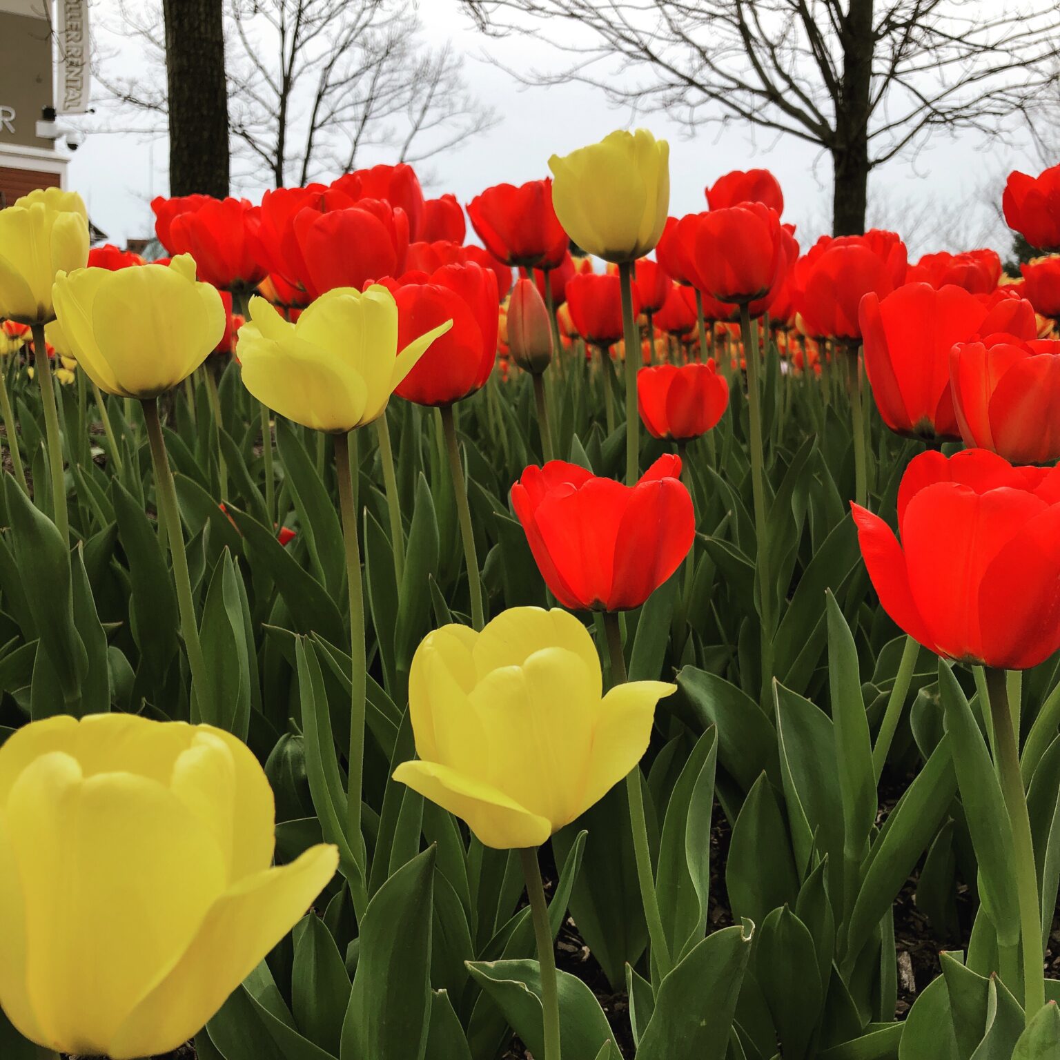 Zoo Blooms - red and yellow blooms at Cincinnati Zoo