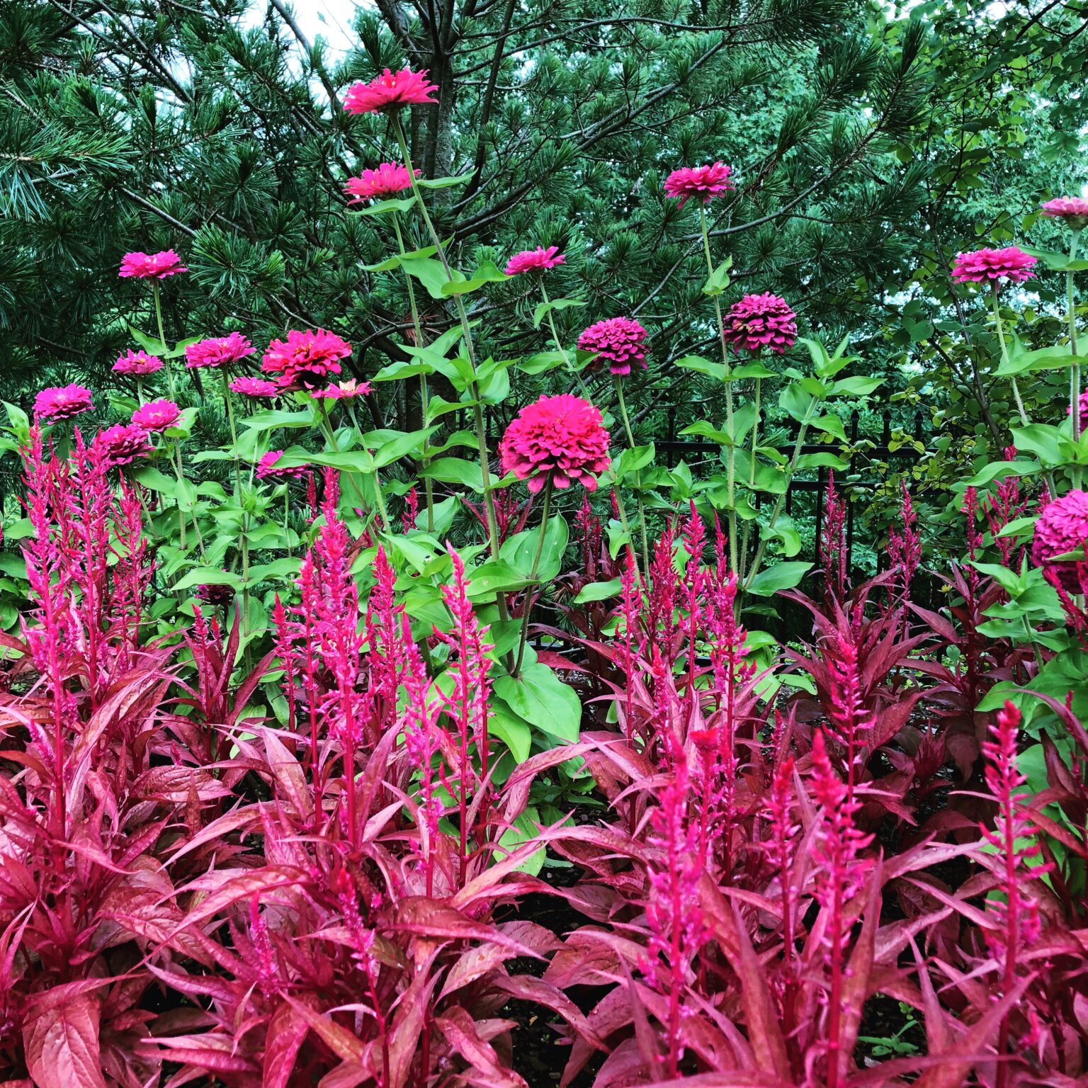 More flowers on display at Cincinnati Zoo