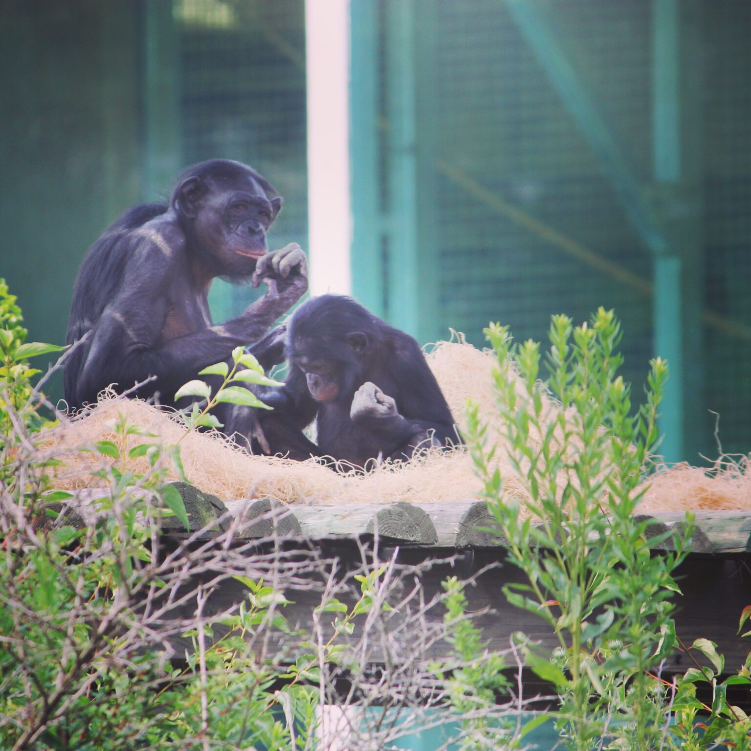 Bonobo at the Columbus Zoo