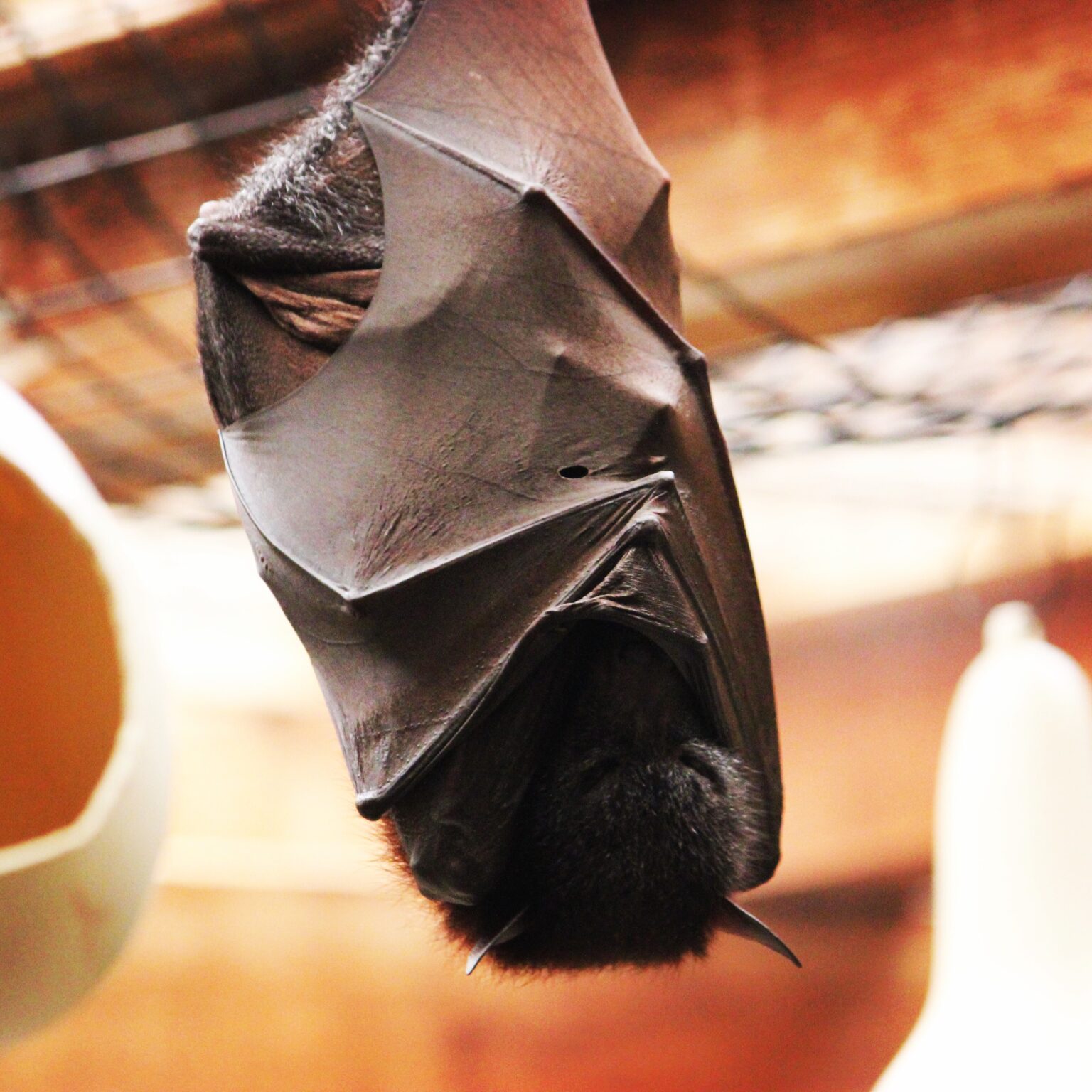 Fruit Bat at the Columbus Zoo