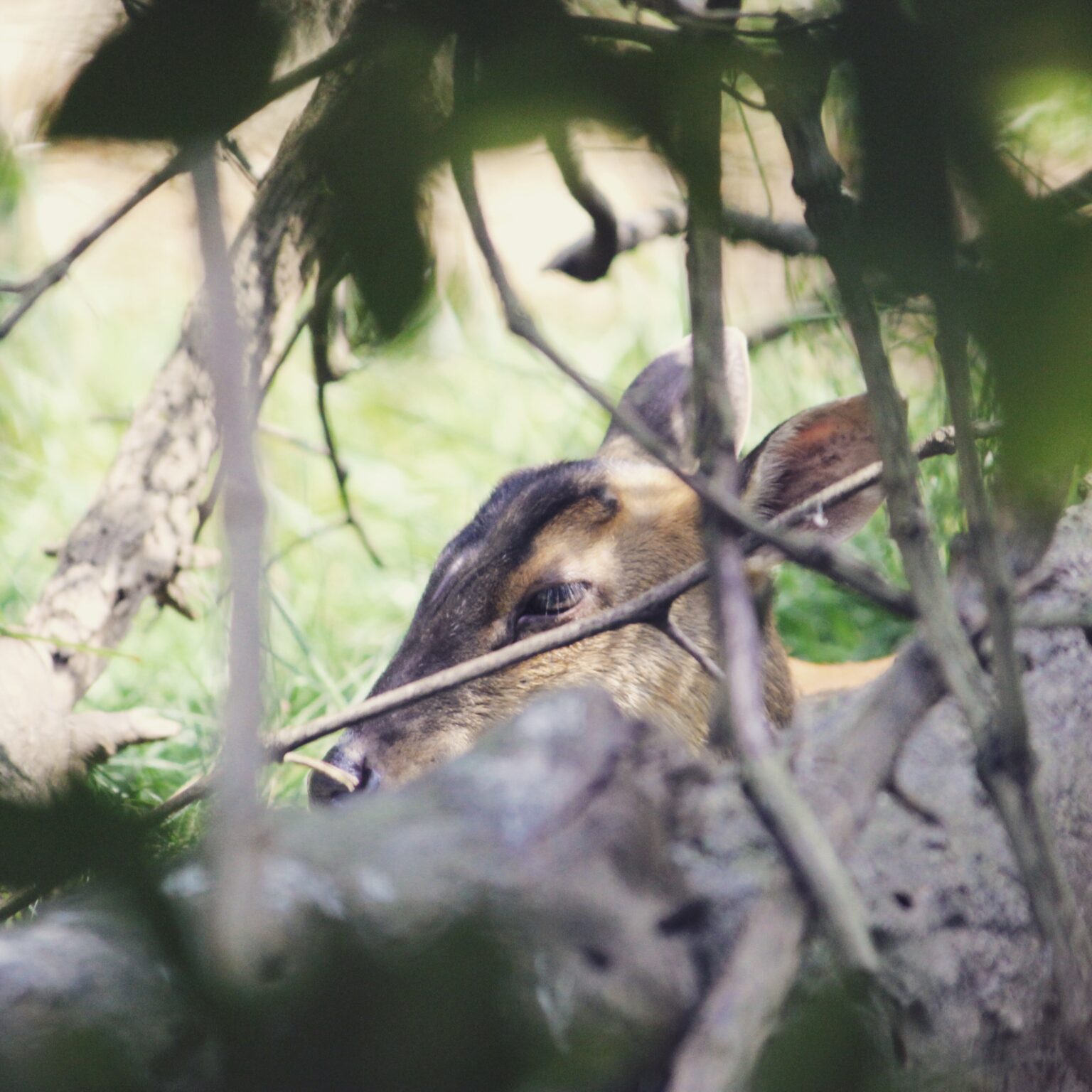 Muntjac at the Columbus Zoo