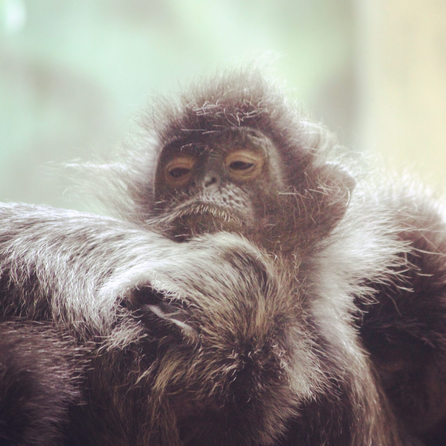 Langur at the Columbus Zoo
