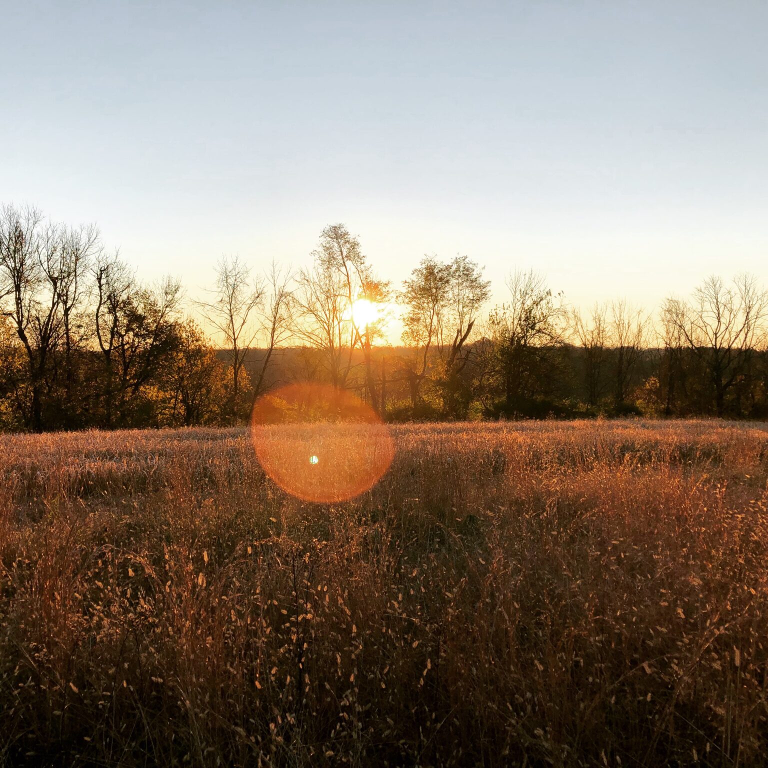 Deer Woods at Dawn, Kentucky