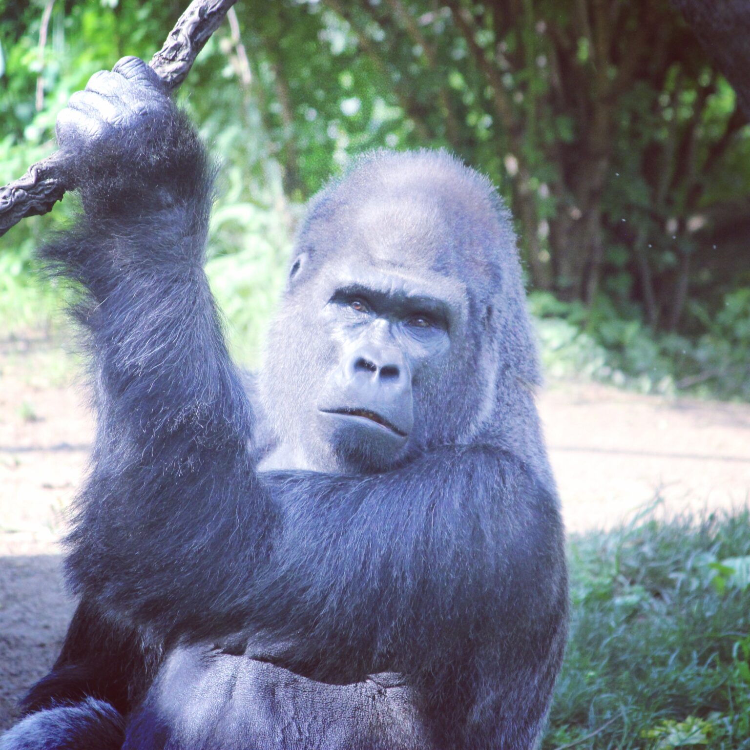 Western Lowland Gorilla at Cincinnati Zoo