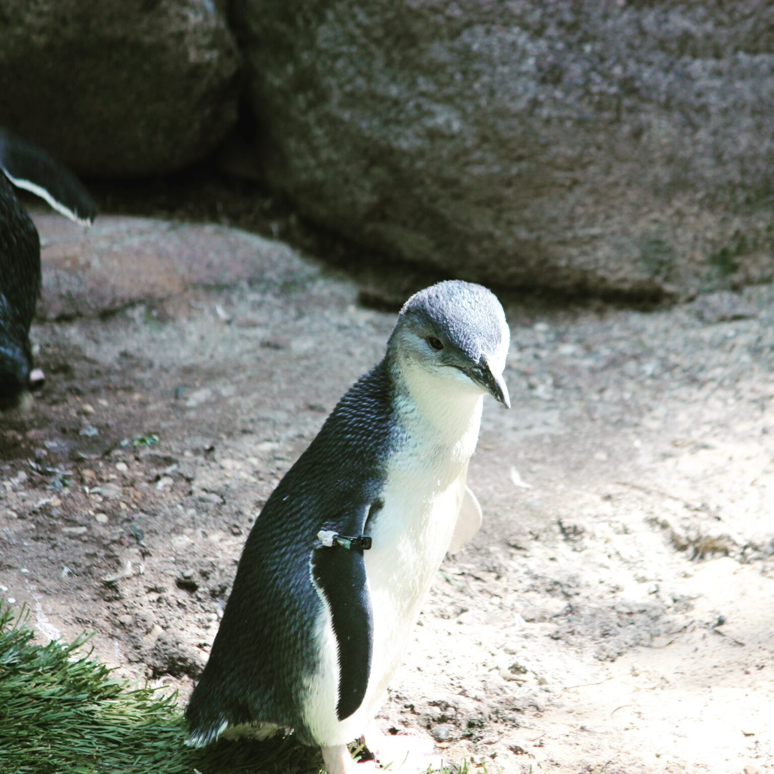 Little Penguin at Cincinnati Zoo