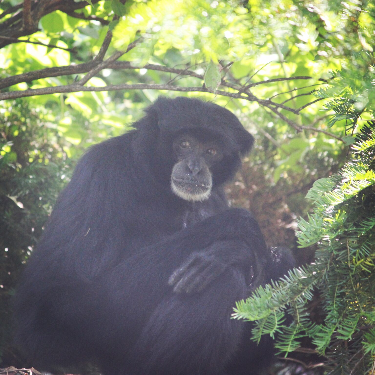 Siamang at Cincinnati Zoo