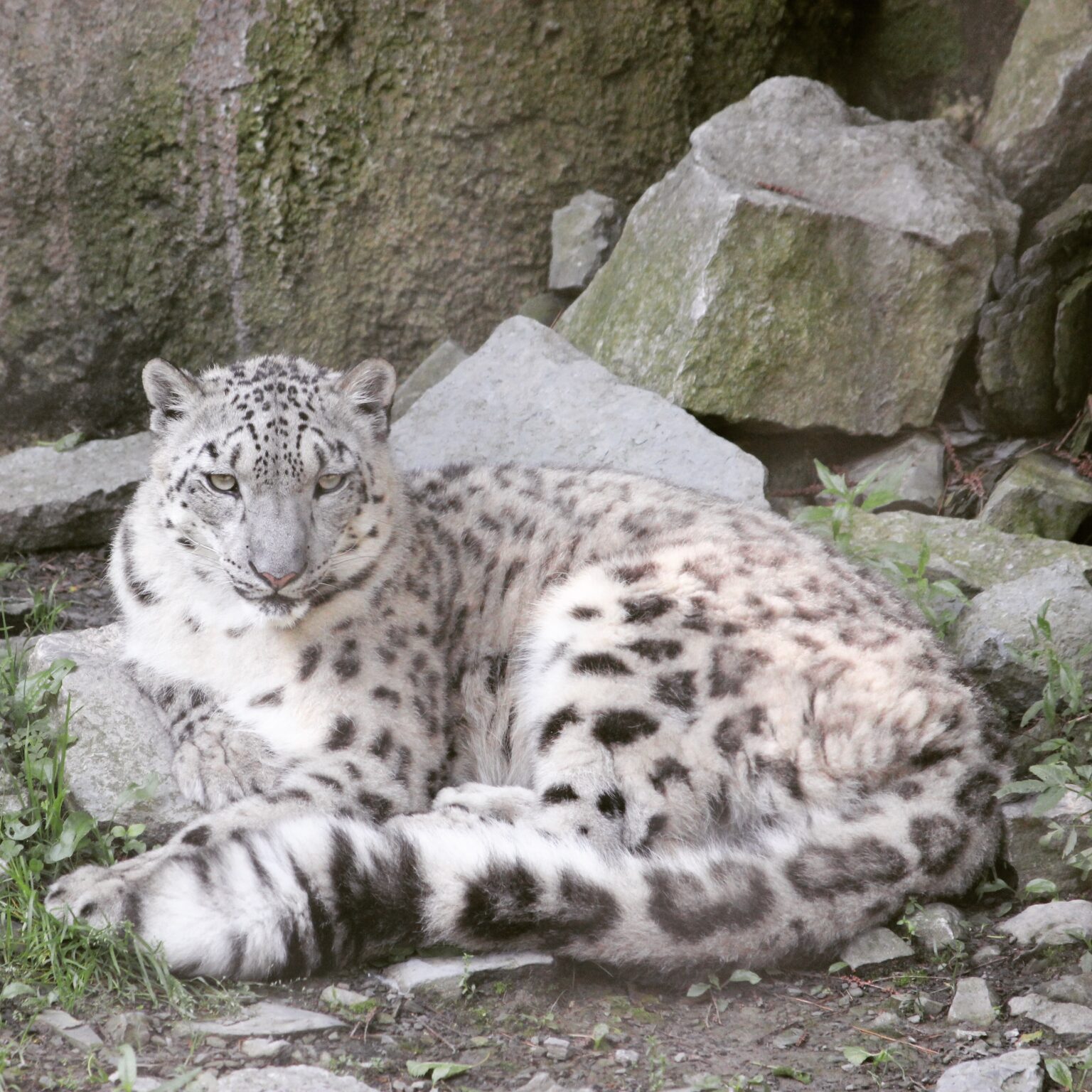 Snow Leopard at Cincinnati Zoo