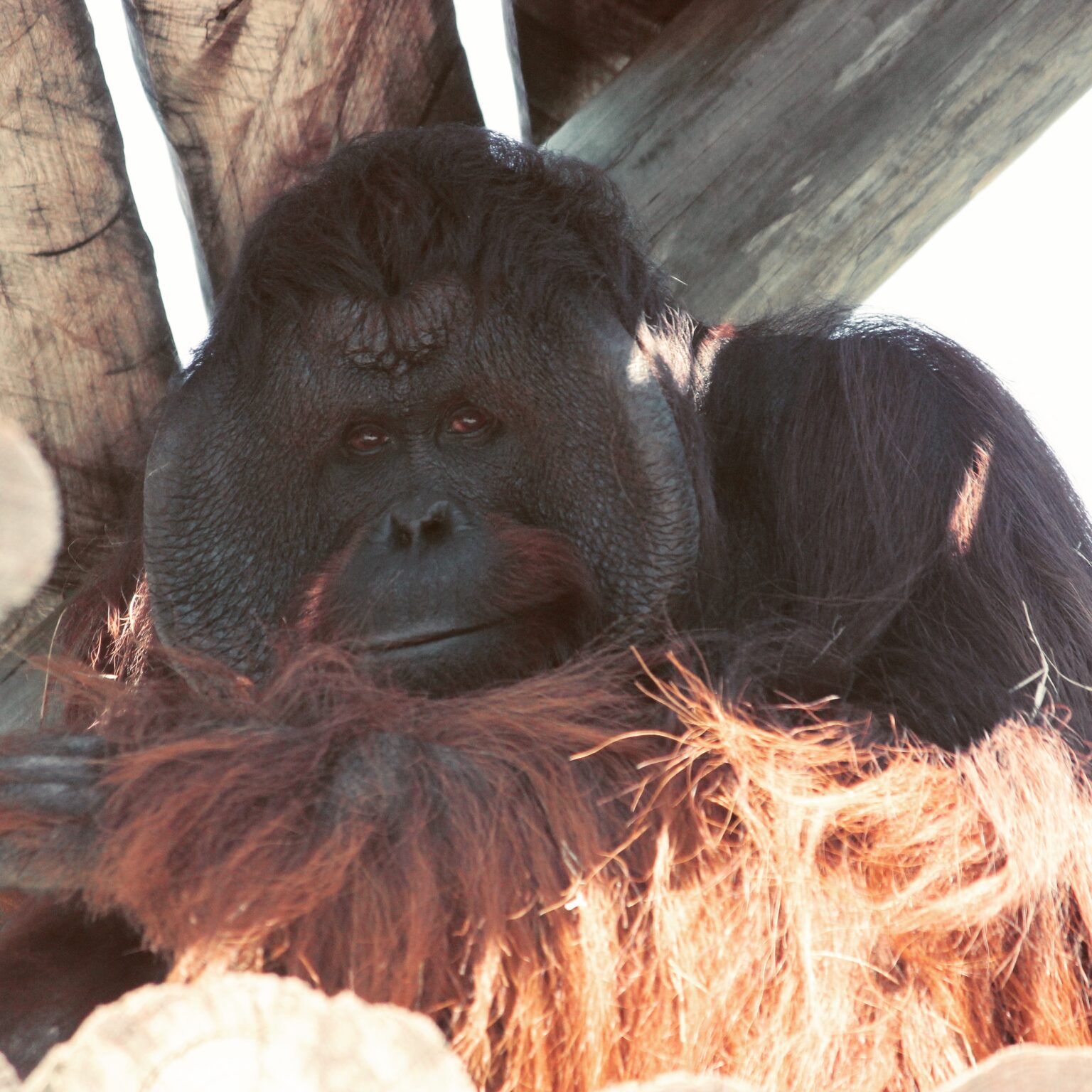 Bornean Orangutan at ZooTampa