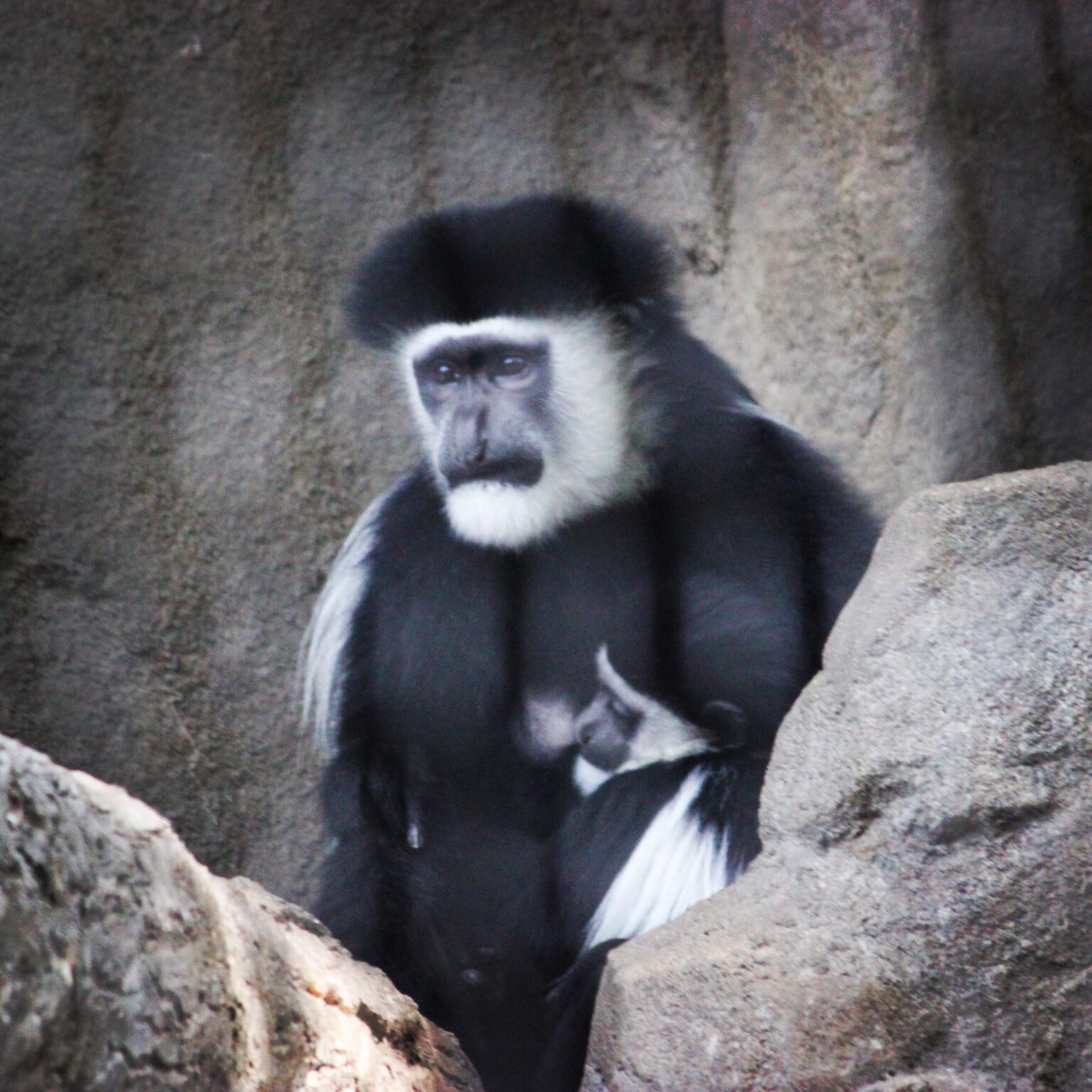 Black and White Colobus Monkey at Cincinnati Zoo