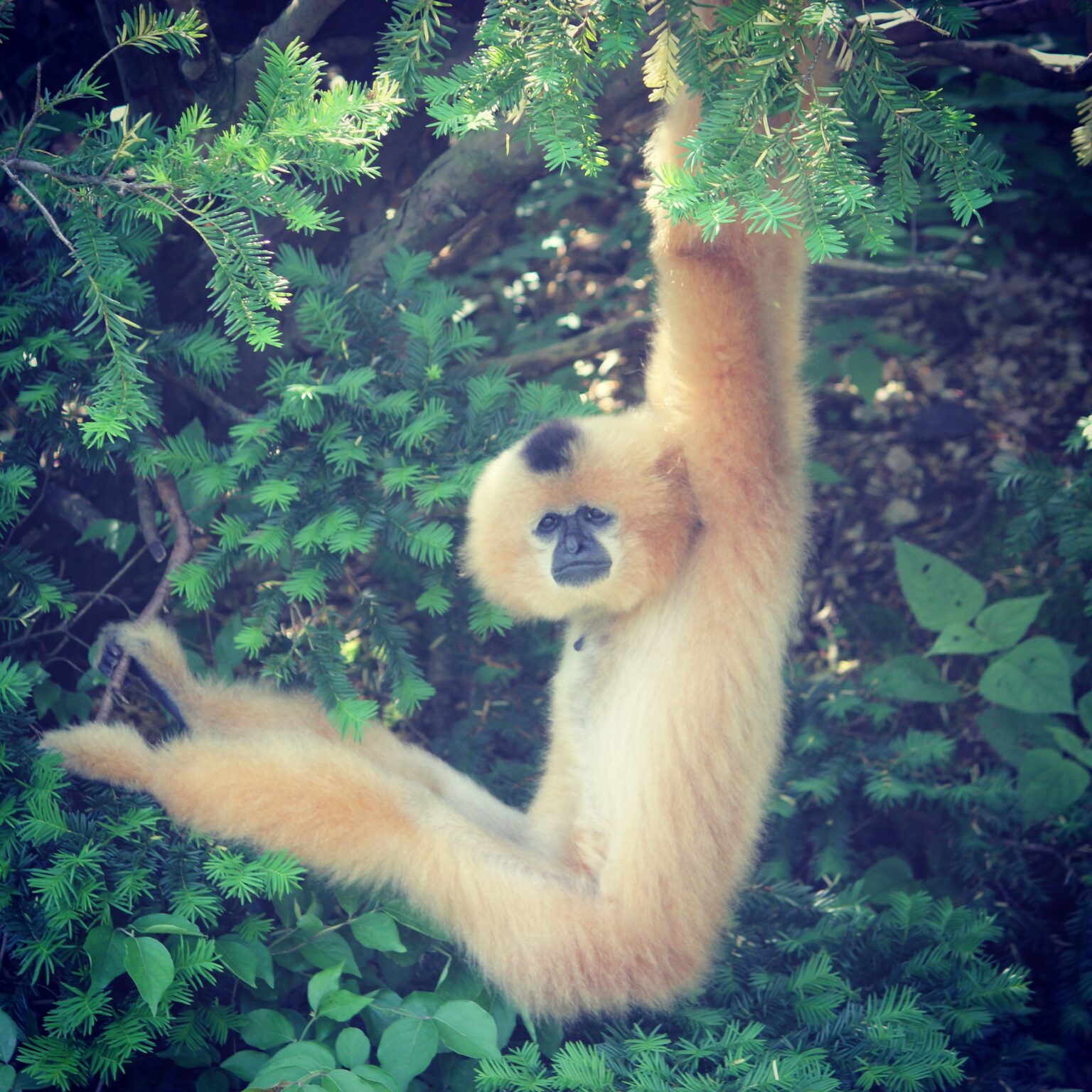 Buff Cheeked Gibbon at Cincinnati Zoo