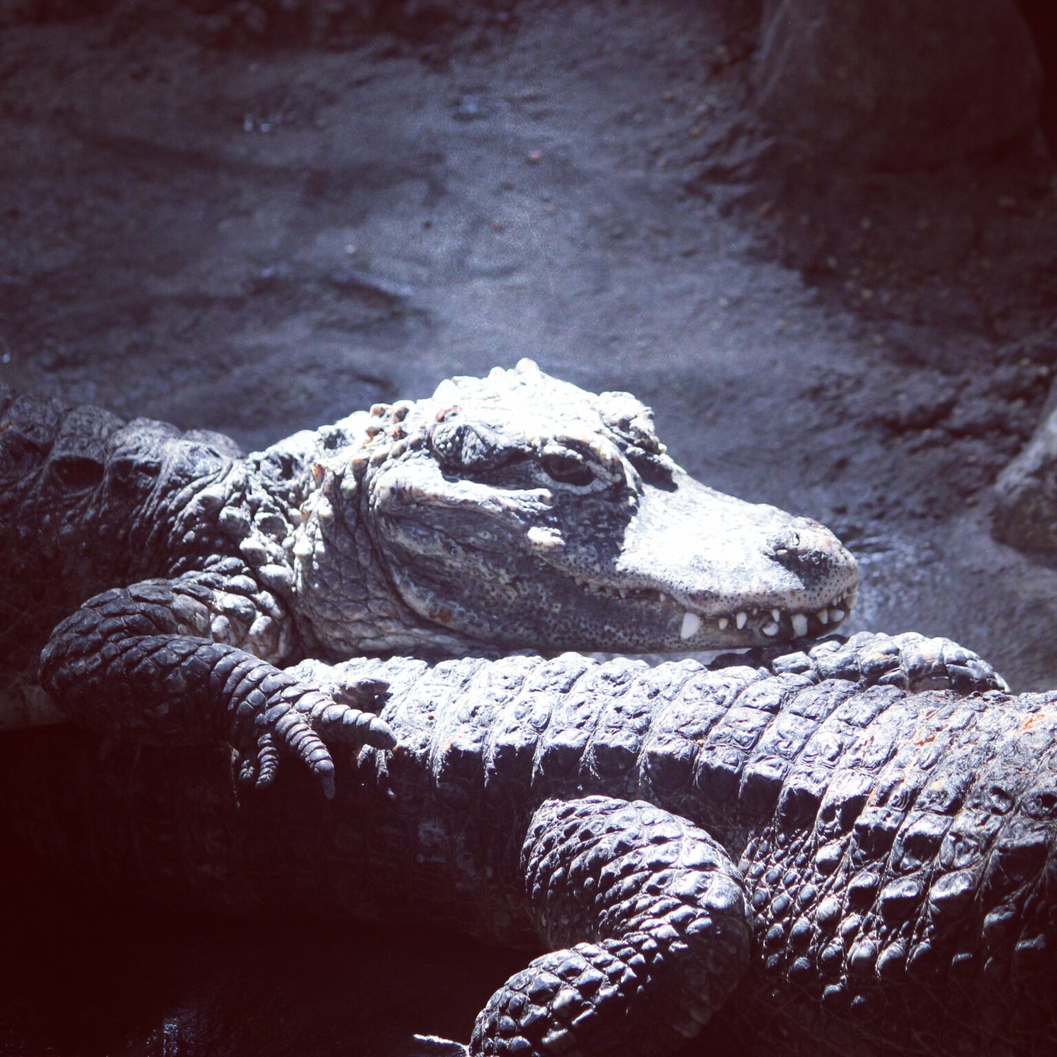 Chinese Alligator at Cincinnati Zoo