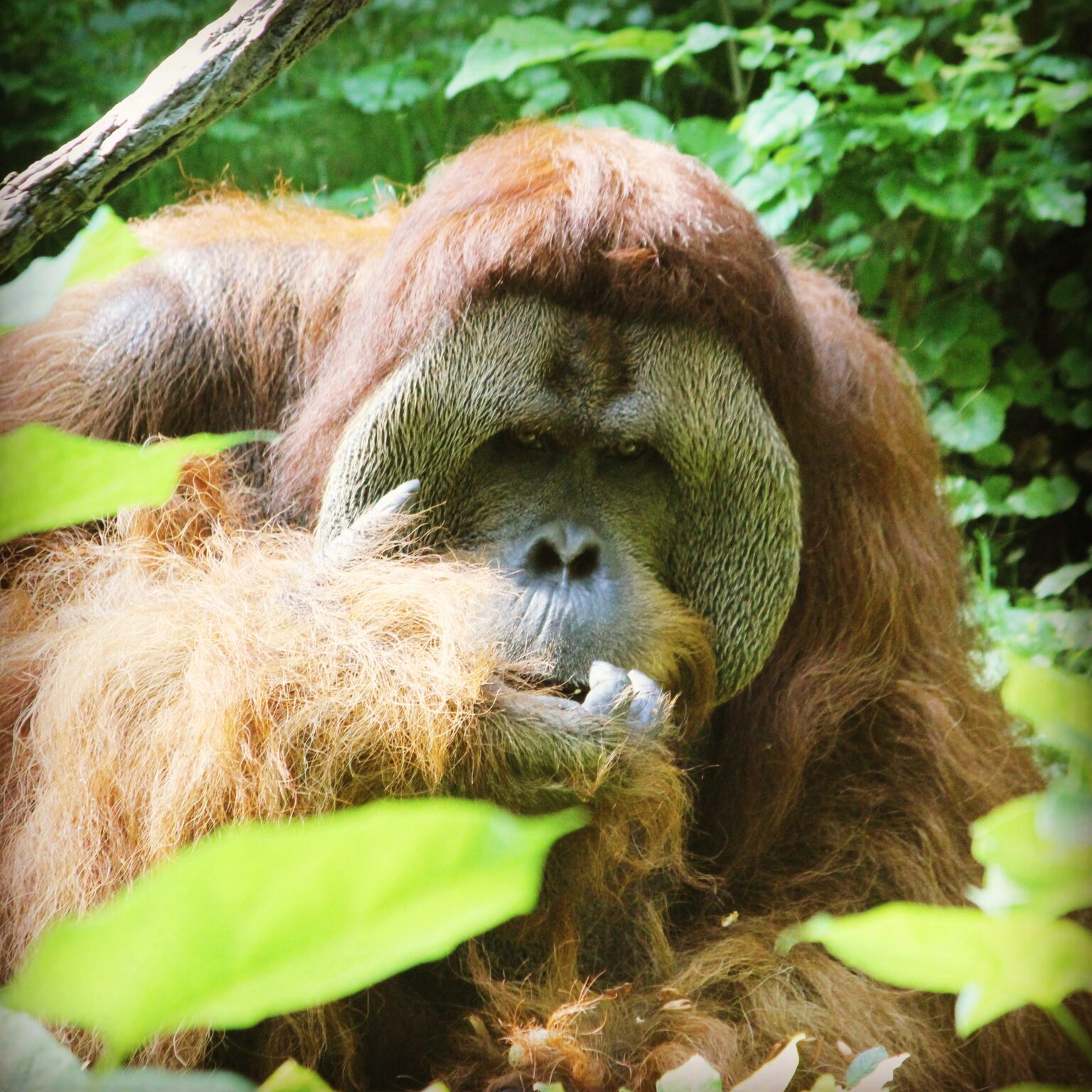 Sumatran Orangutan at Cincinnati Zoo