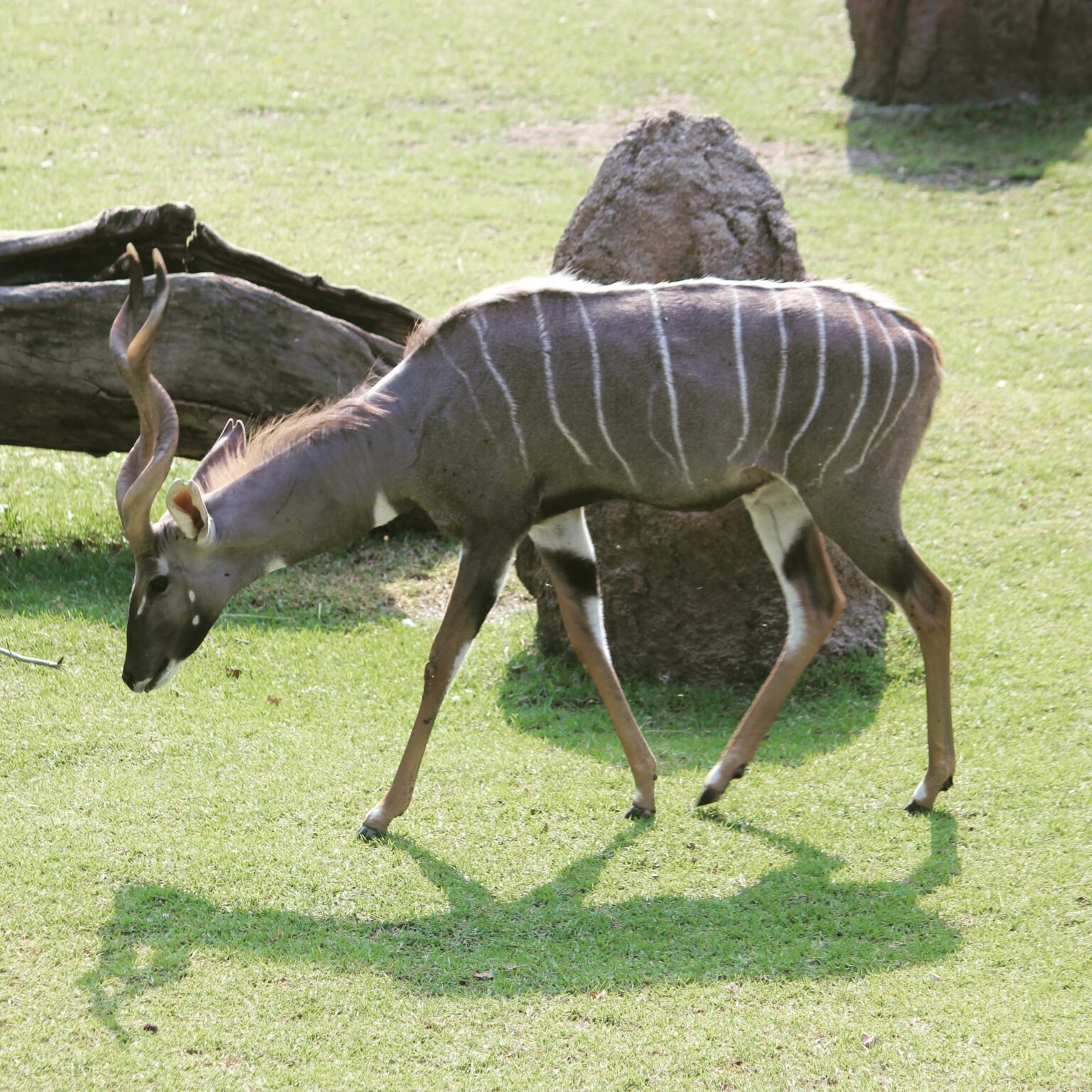 Lesser Kudu at Cincinnati Zoo