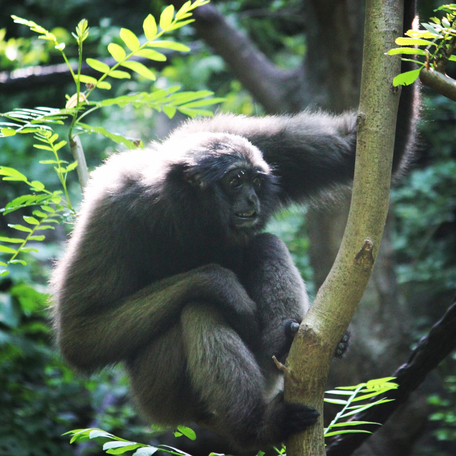 Mueller's Gibbon at Cincinnati Zoo
