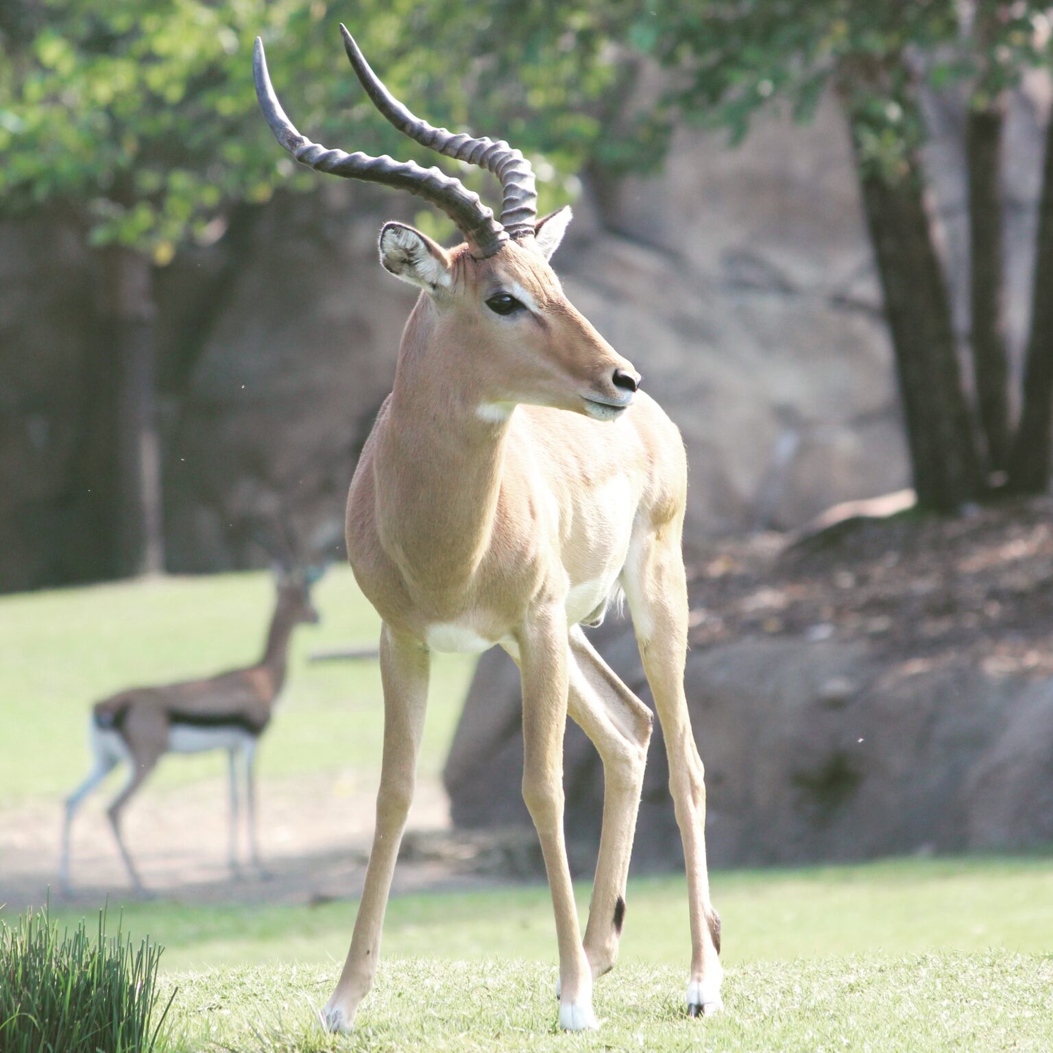 Impala at Cincinnati Zoo