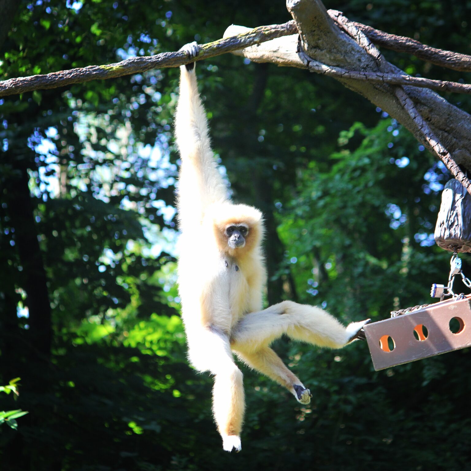 White Handed Gibbon at Cincinnati Zoo