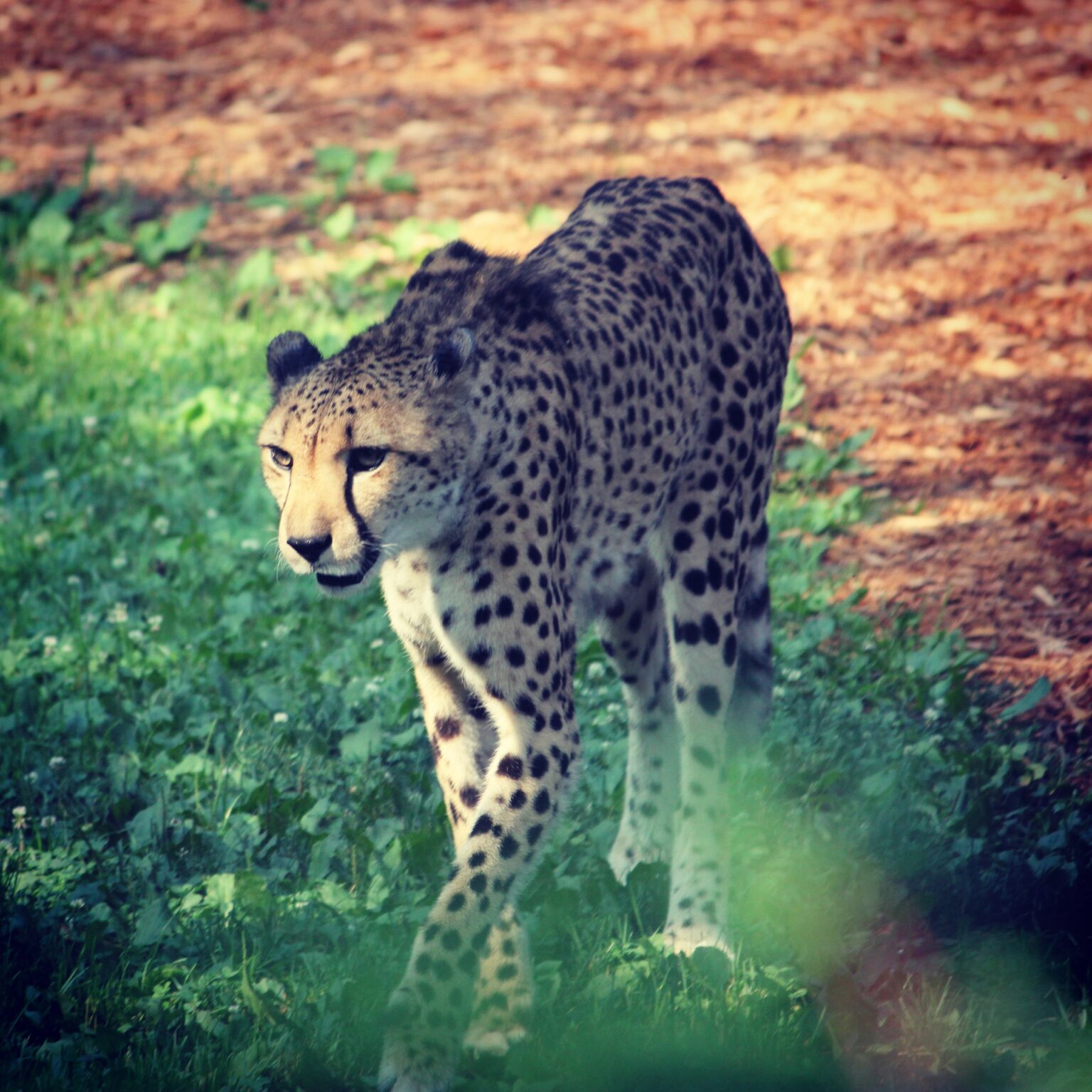 Cheetah at Cincinnati Zoo