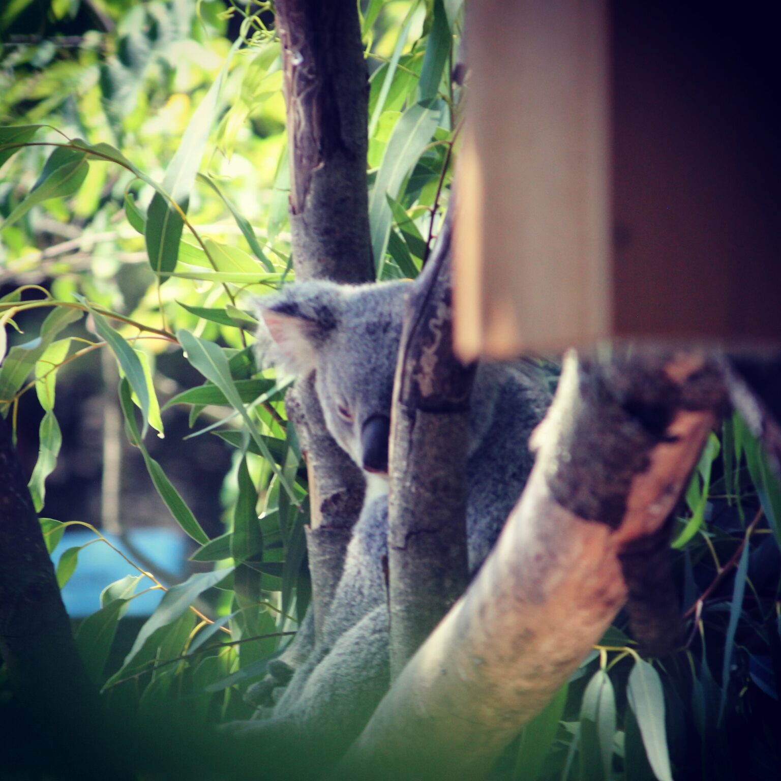Koala Bear at Cincinnati Zoo