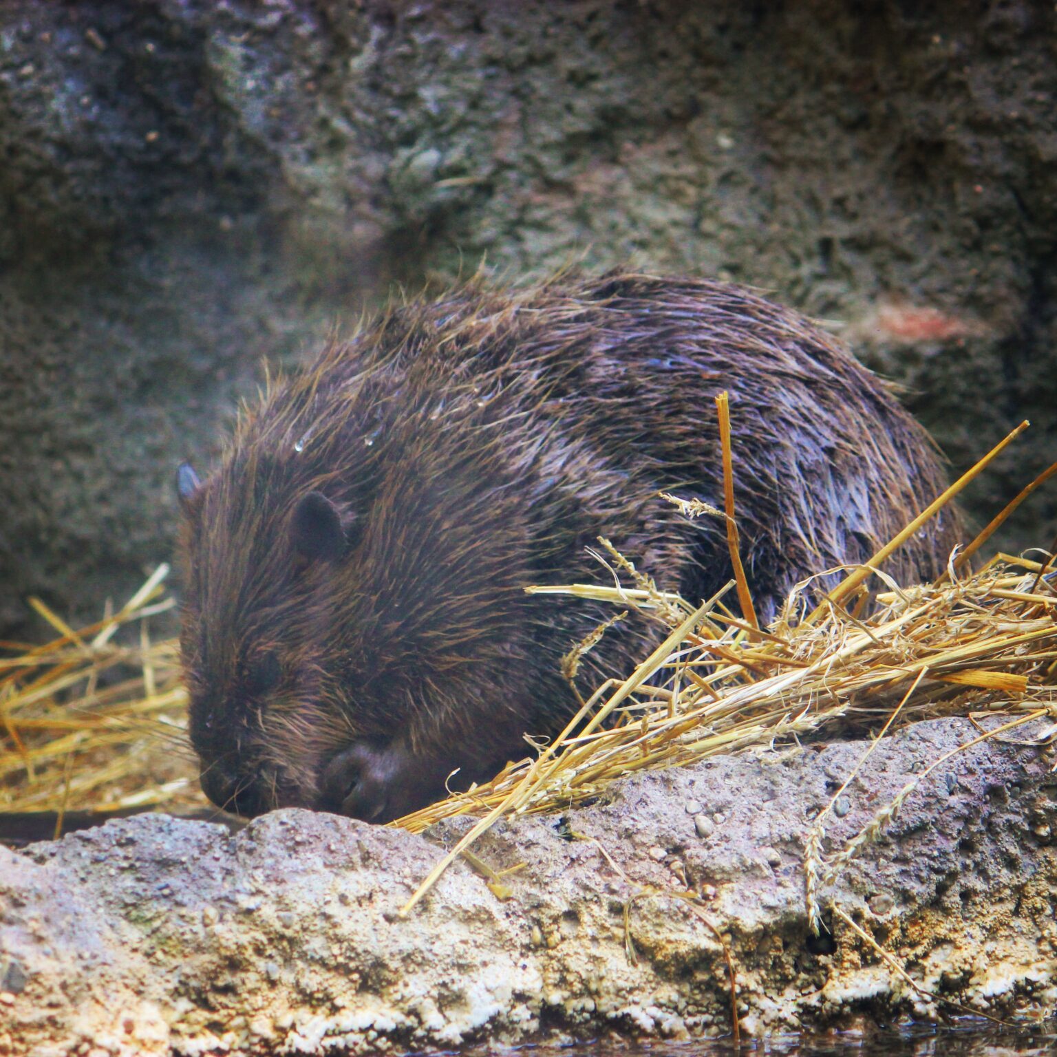 Beaver at Columbus Zoo
