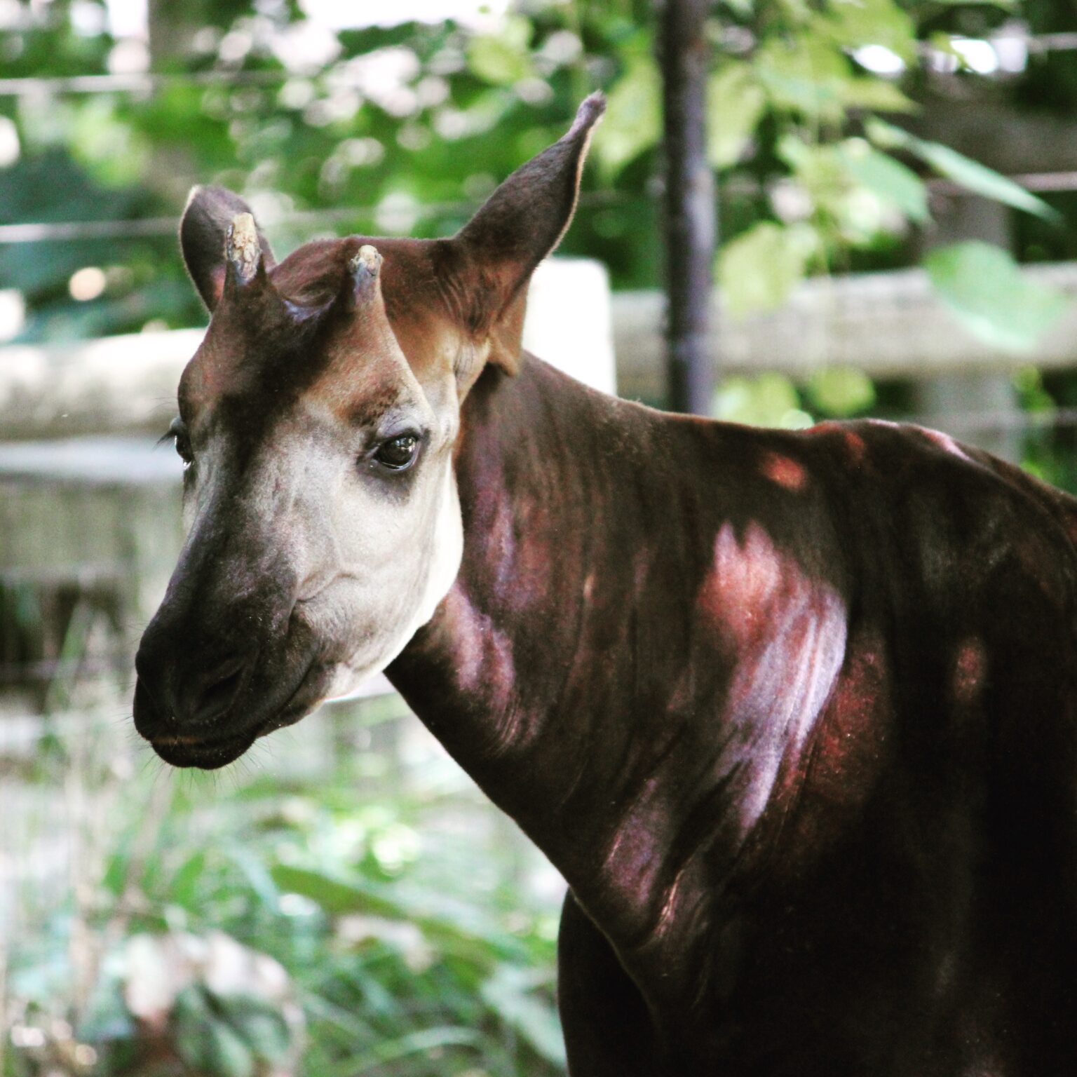 Okapi at Columbus Zoo