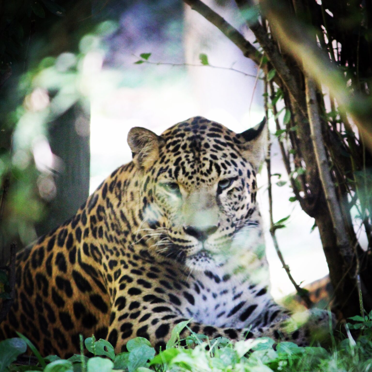 Jaguar at Columbus Zoo