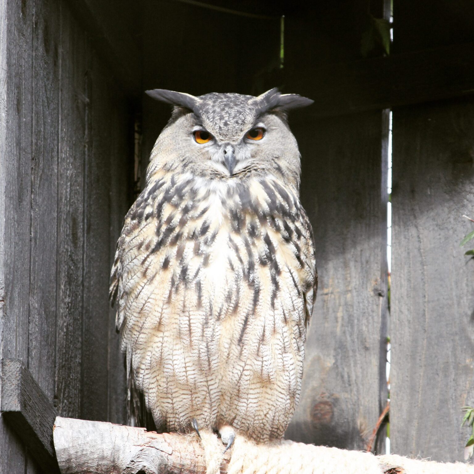 Eurasian Eagle Owl